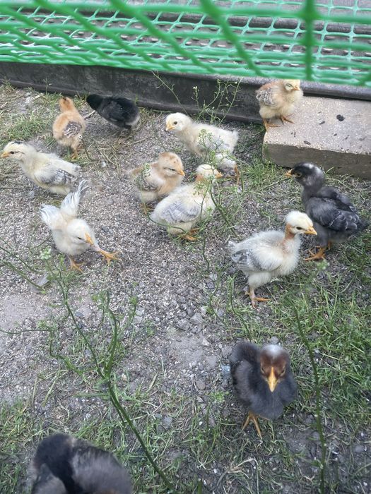 Продам курчата,кури