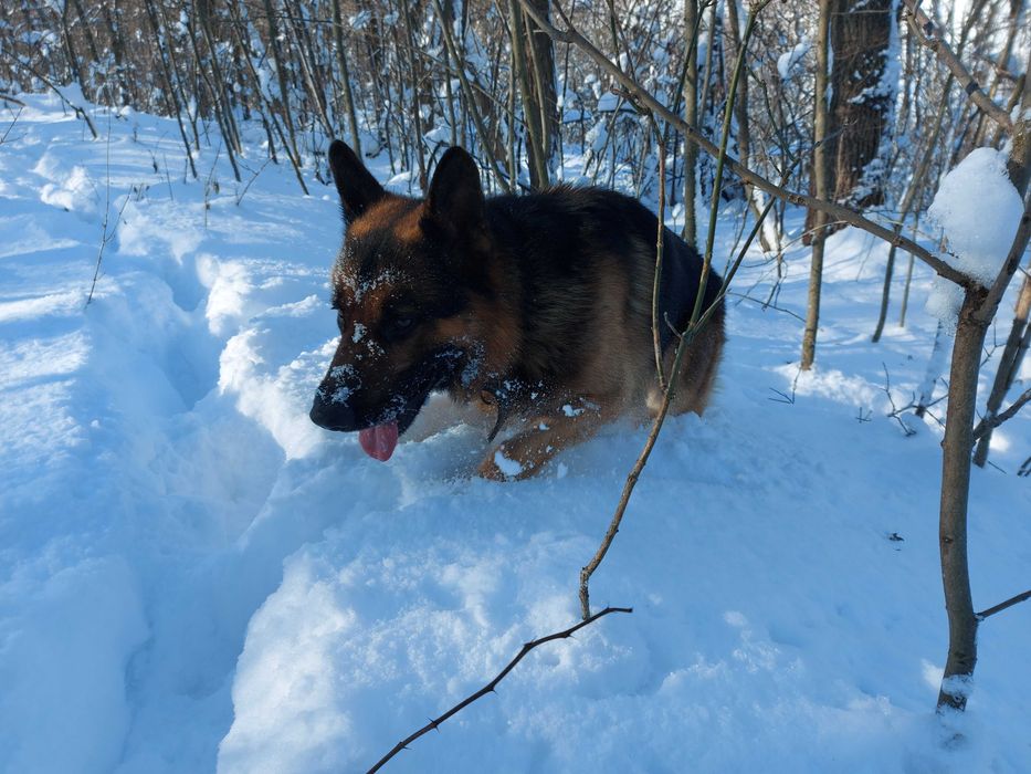 В'язка \ вязка кабель \ пес німецька вівчарка \Кобель немецкой овчарки