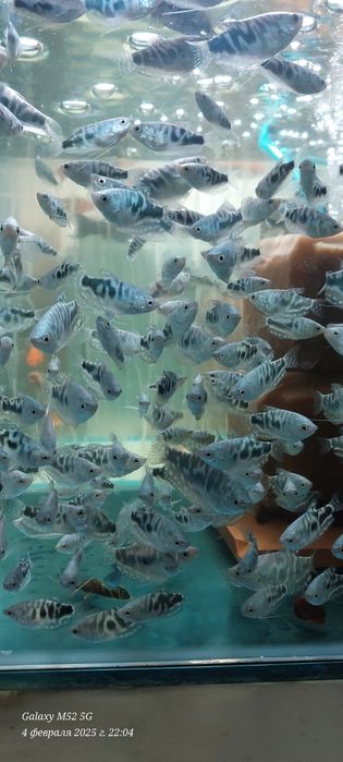 Різні акваріумі рыбки