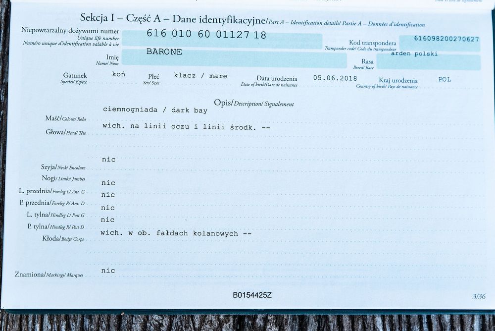 Sprzedam klacz rasy Arden Polski