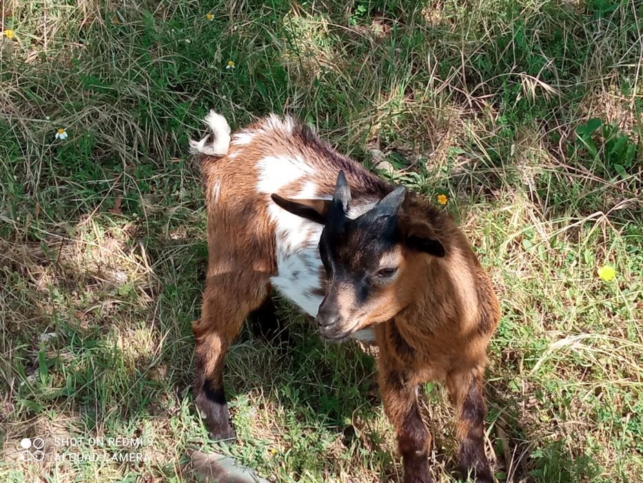 Cabrito anão macho com 3 meses