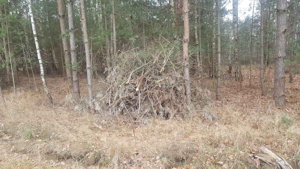 Oddam za darmo gałęzie.