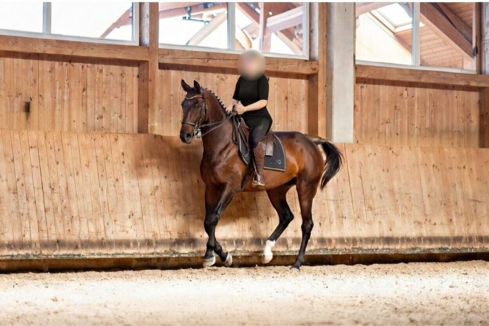 Égua Warmblood Westfalia de Elite 9 Anos First Selection x Marquis