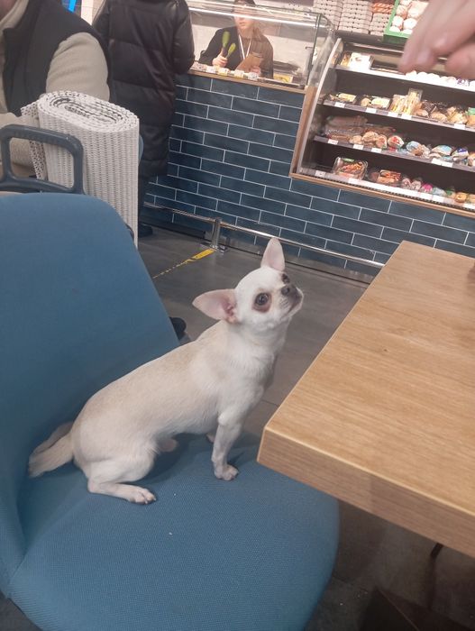 Хлопчик чихуахуа шукає дівчинку,перша злучка