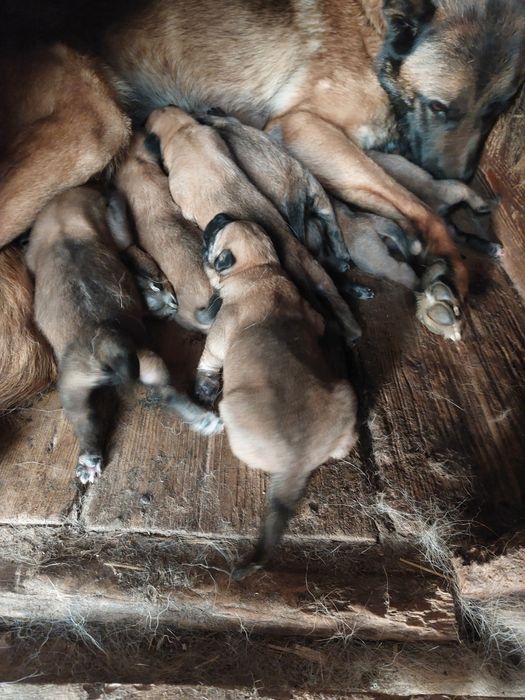 Цуценята бельгійської вівчарки малінуа