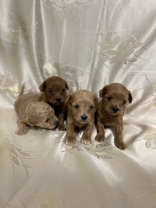 Мальтипу 3 тижні