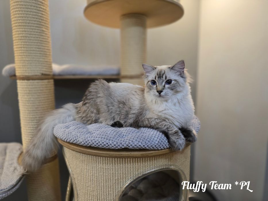 Kocurek Ragdoll Harley