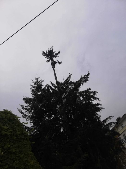 Ścinka drzew wycinka  drzew