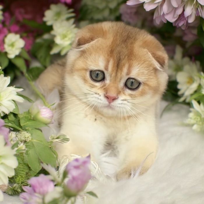 Шикарний хлопчик Scottish fold