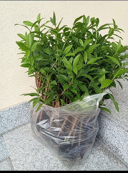 Żywopłot ligustr Pospolity