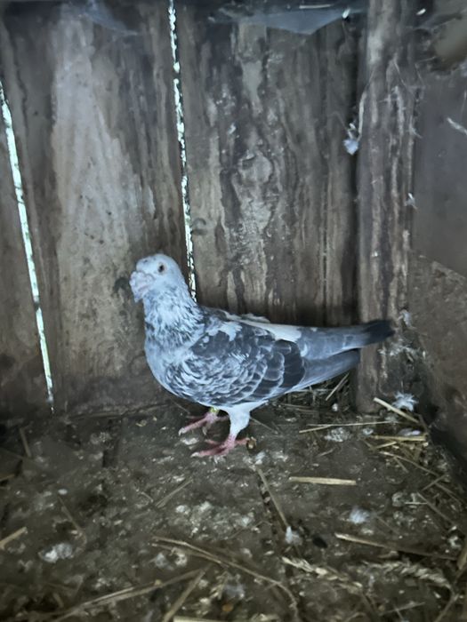 Golebie staropolskie