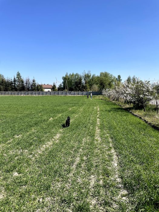 Działka budowlana 950 m² | WZ | przy drodze asfaltowej | Drużyny - Widok 3
