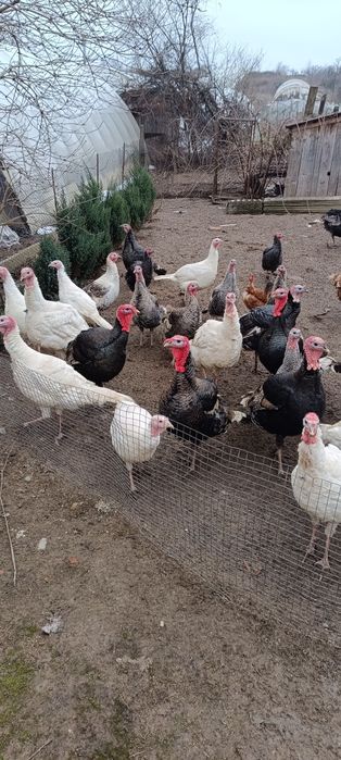 Індики домашні .