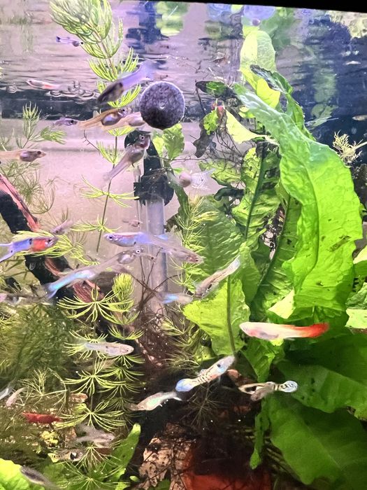 Gupiki mix kolorowe zdrowe