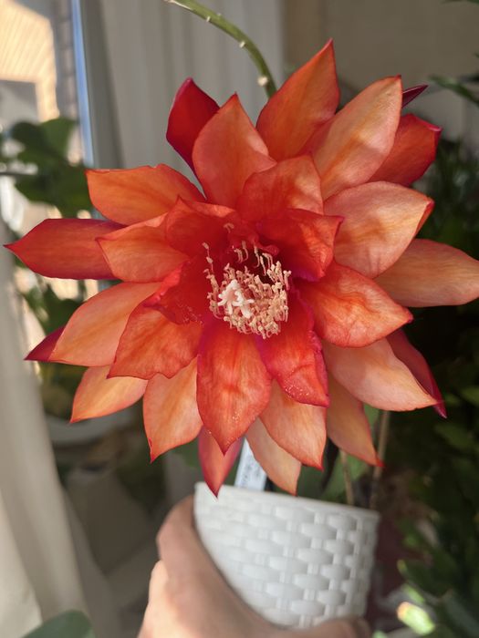 Эпифилум сортовой