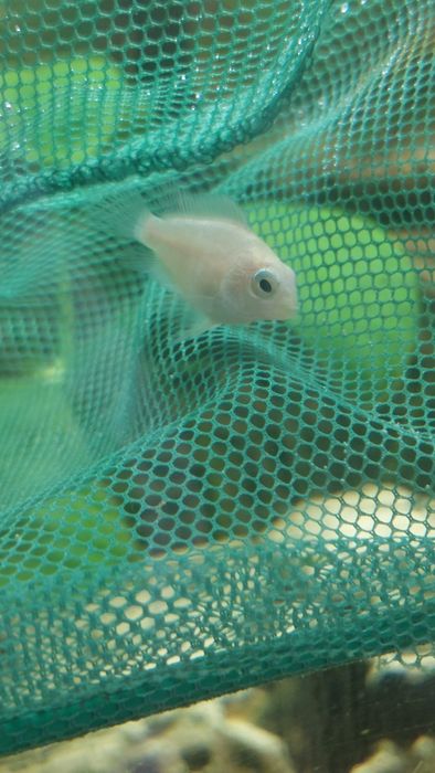 Venda/troca Papagaio Anão Albino (juvenins)