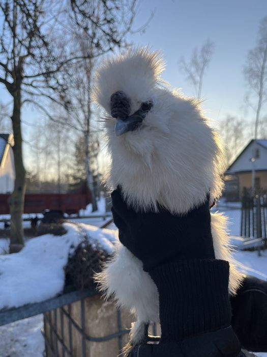 Sprzedam koguty rasy silki