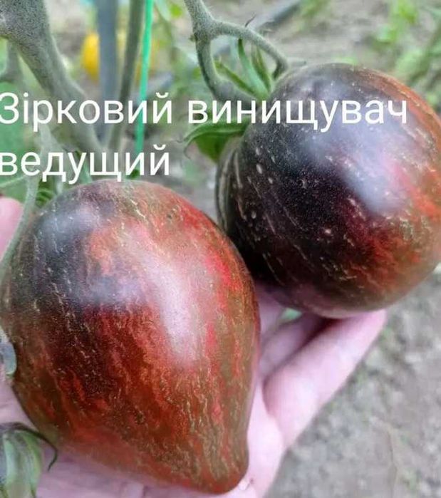 Насіння овочів, квітів різне