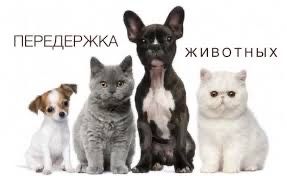 Квартирная передержка/отель