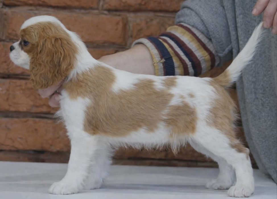 Кавалер Кинг Чарльз Спаніель КСУ