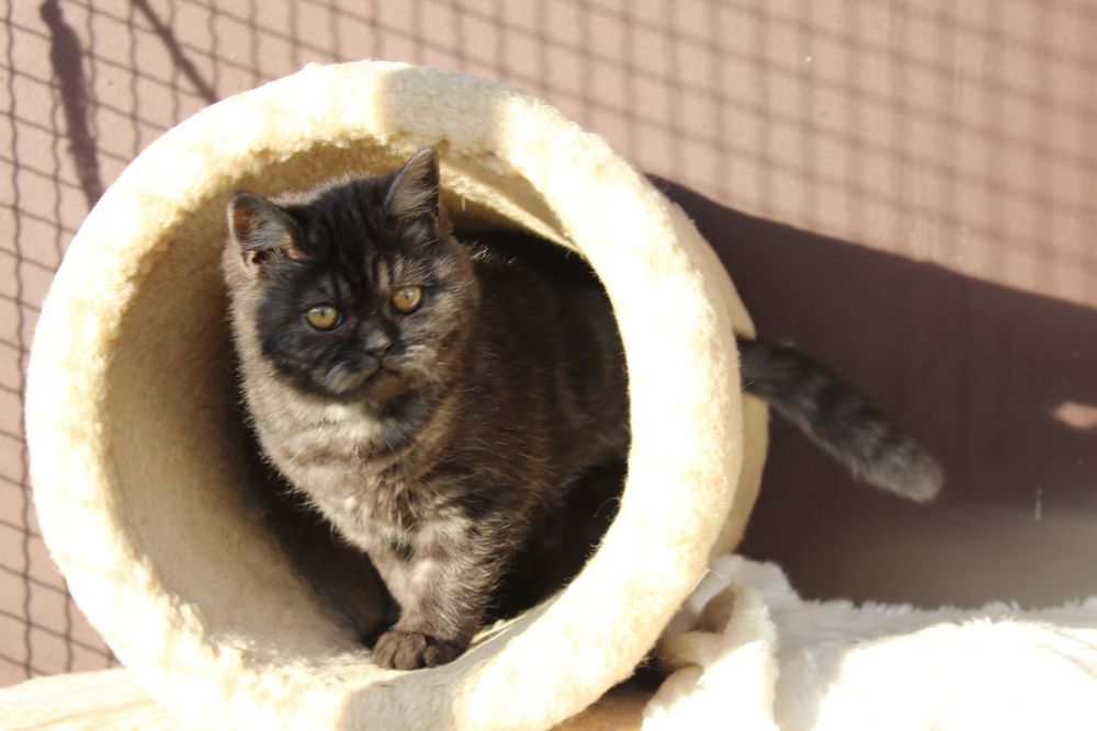 Британка шоколадна дівчинка