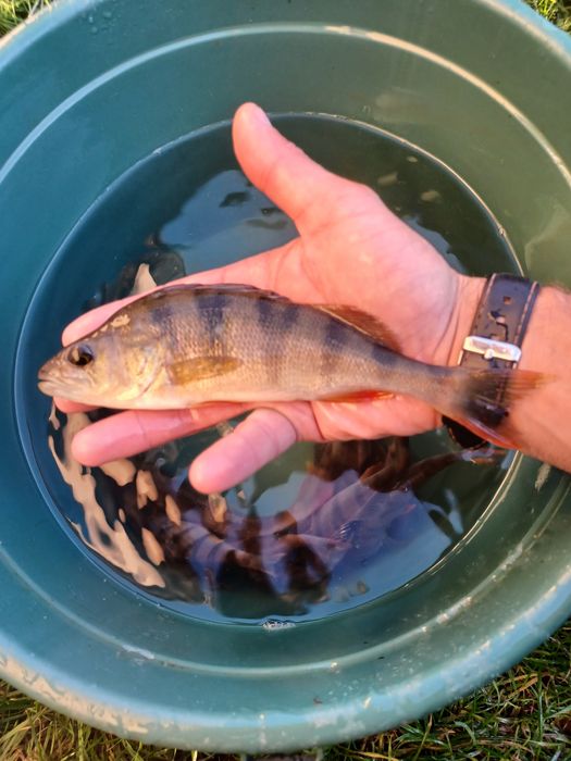 Pstrąg Palia . Okoń ,Sandacz , Jesiotr , Leszcz.