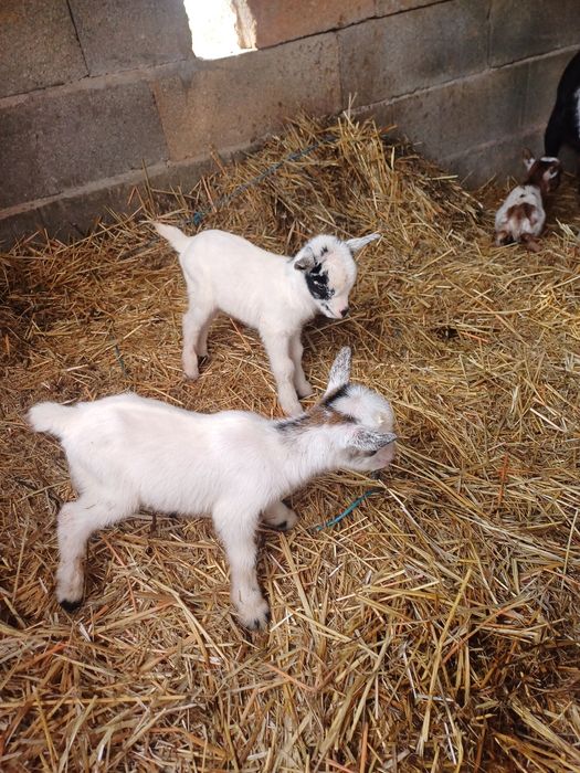 Cabritos "Micro-anões" Legítimos