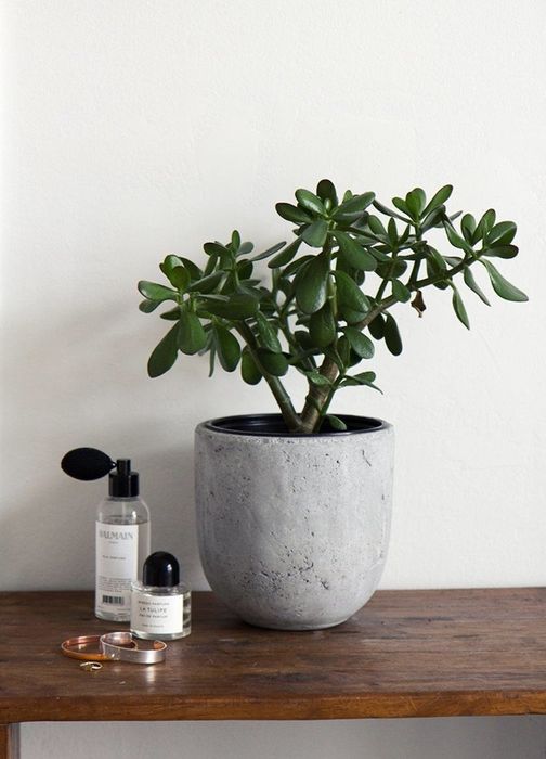 Толстянка, денежное дерево, крассула