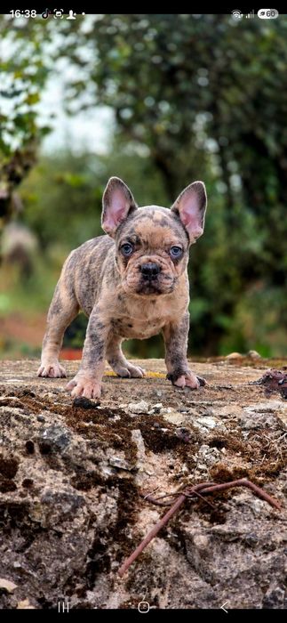 Bulldog francês Macho