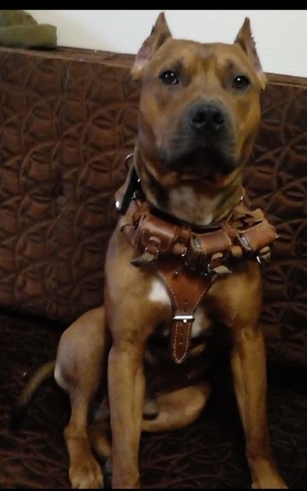 Стаффордширский терьер