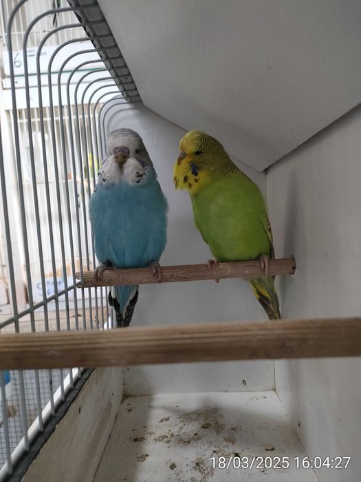 Casal Inglês disponível