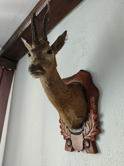 Trofea łowieckie rogi poroża jelenia jeleń lis bażant