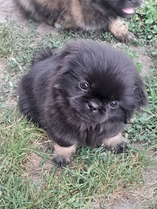 Продаю пекинесів дві дівчинки