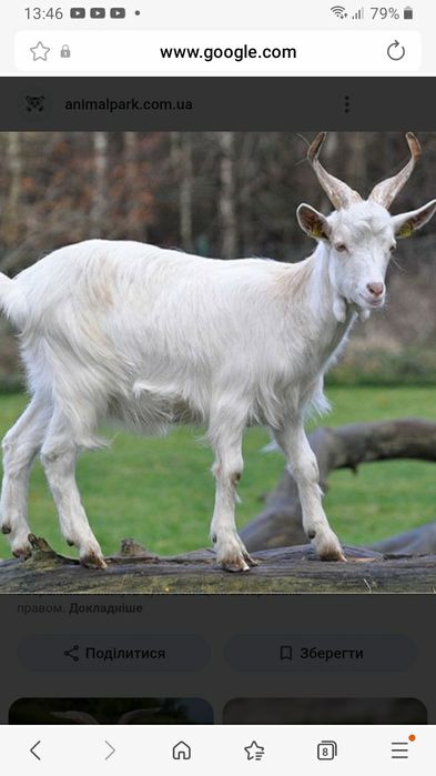 Віддаю в добрі руки