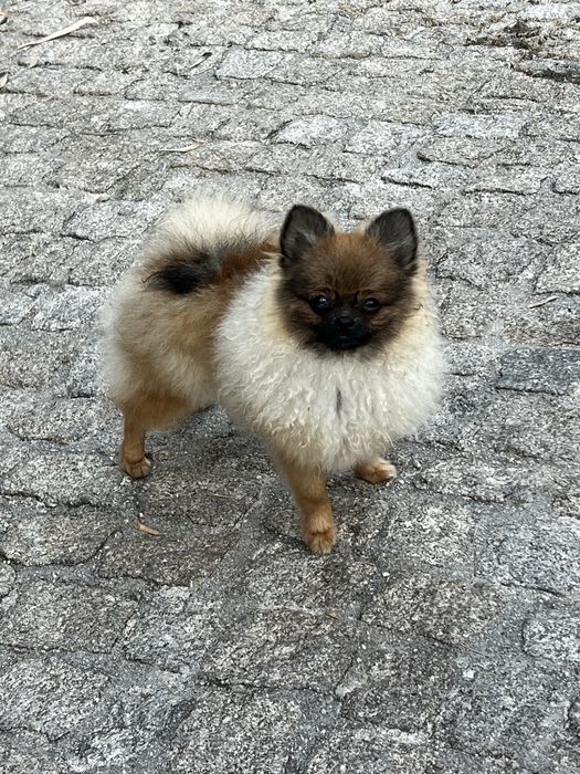 Macho spitz alemão anão em Braga