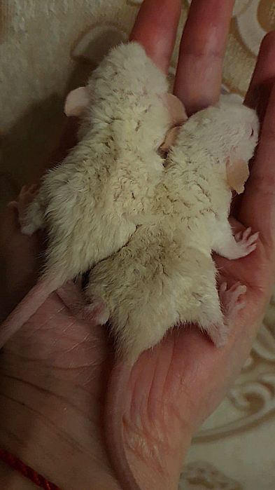 Крыса сиамские дамбо малыши рекс кучерявые