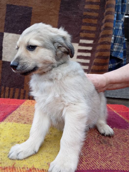 Гарненькі цуцики шукають родину