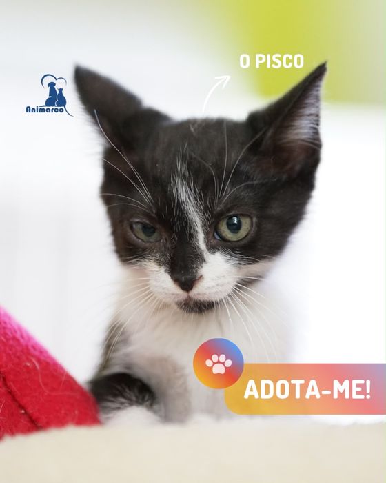 ninhada de gatinhos