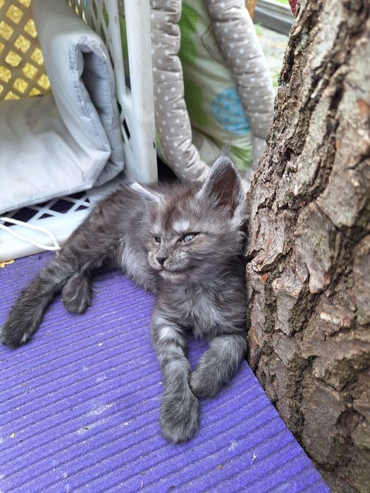 Mainecoon czarna dymna koteczka