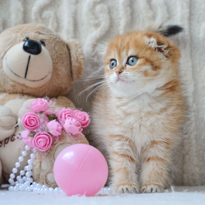 Золота красуня-кошеня