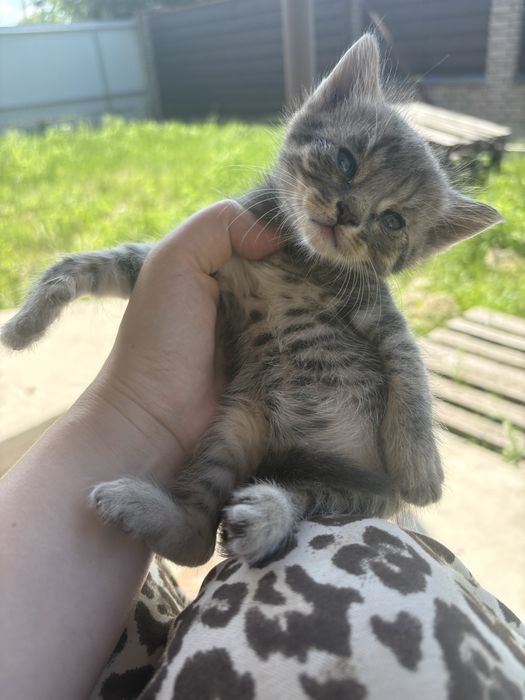 Безкоштовно кошенята