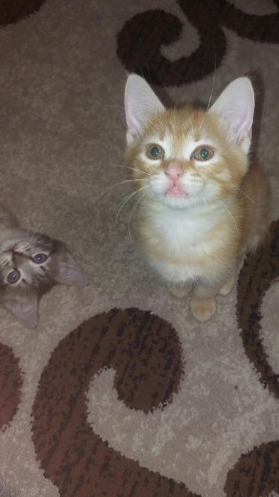 Отдам котят в хорошие руки мальчик рыжий серый 2 месяца