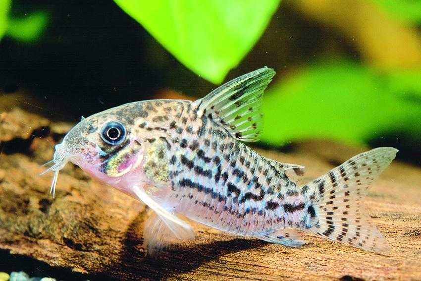 Kirysek ekwadorski - Corydoras atropersonatus - Kirys - dowóz, wysyłka