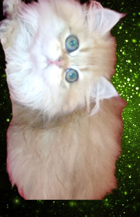 Маленький муркотик золота шиншила чекає на родину