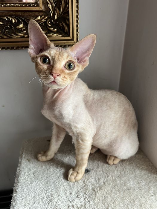 Rudy kocurek Devon Rex Płock • OLX.pl