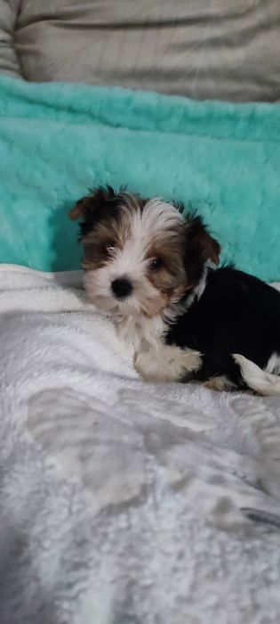 Yorkshire terrier biewer suczka