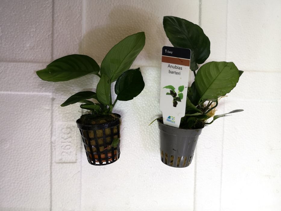 Rosliny koszyk premium sklep schangri.pl podwodny swiat kraków