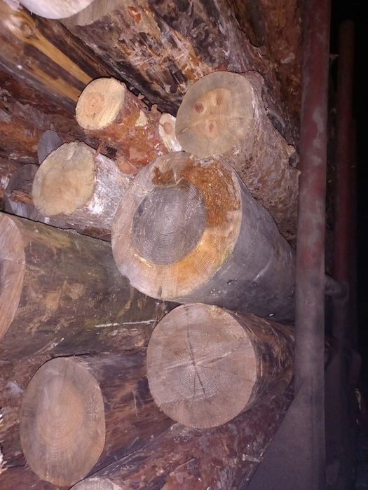 Ліс сосна кругляк