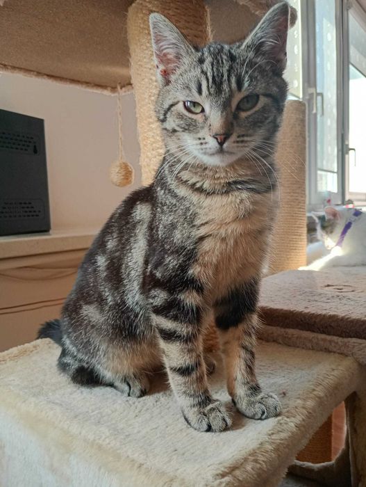 FELUŚ 5 miesieczny kotek do adopcji