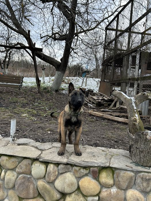 Бельгійська вівчарка